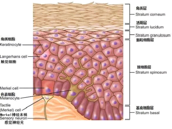 孚美达乳膏是如何淡化皮肤色素的？